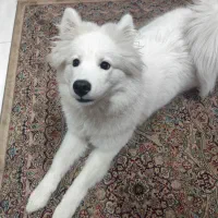 سگ سامویید|سگ|تهران, شکوفه (عبدل آباد)|دیوار