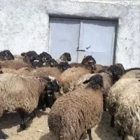 بره شال پرواری