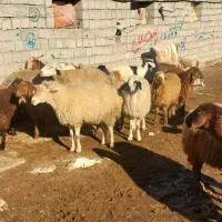 همه رقم دام زنده برای قربانی|حیوانات مزرعه|اردبیل, |دیوار
