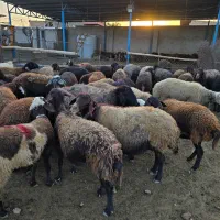 گله گوسفند میش افشاری بره|حیوانات مزرعه|اصفهان, بهارستان|دیوار