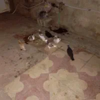 کفتر نرو ماده|پرنده|شیراز, دست خضر|دیوار