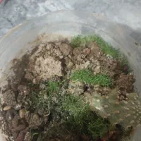 توم بشرط کیلویی 700