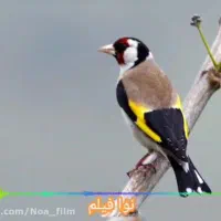 سهره قناری دهن لر