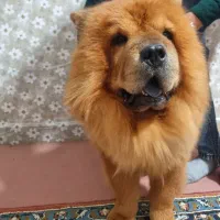 چاو چاو نر|سگ|تهران, مسعودیه|دیوار