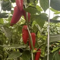 تناژ۲برابری و کیفیت بالا می‌خوای تماس بگیر