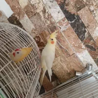 پرنده|پرنده|قم, انسجام|دیوار
