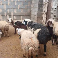 فروش میش وقوچ|حیوانات مزرعه|هرسین, |دیوار