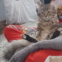گربه مو بلند DLH گمشده
