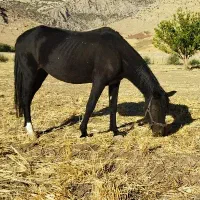 مادیون باری سواری