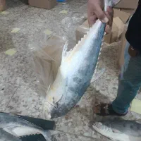 ماهی سارم ۲۵تن یکجا