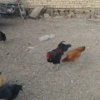 خروس دو عدد