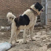 توله قدرجونی