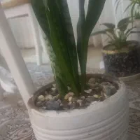 ظرف|سرویس روتختی|آزادشهر, |دیوار