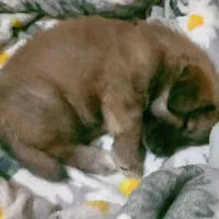 توله سگ نر میکس