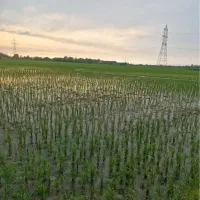 شالیزار-فشتم-3500متر