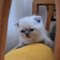 واگذاری اسکاتیش فولد ماده|گربه|ساری, |دیوار