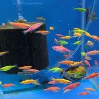 انواع ماهی و گیاه زینتی