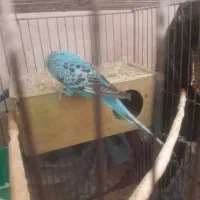 یک جفت مرغ عشق|پرنده|تبریز, |دیوار