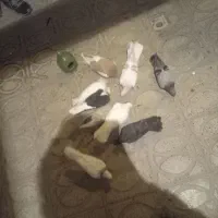 پرنده|پرنده|محمدیه-قزوین, |دیوار