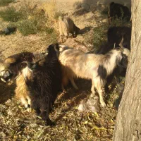بز وبره نر