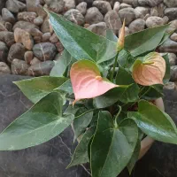 گل آپارتمانی|گل و گیاه طبیعی|تهران, کامرانیه|دیوار