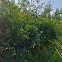 فروش ستاره ای،ژینگو،عنبرسایلریشه پرس به قیمت کاسبی