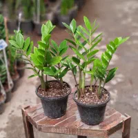 گل-گلخانه-گلخونه|گل و گیاه طبیعی|مشهد, شهید مطهری|دیوار