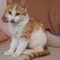 واگذاری گربه