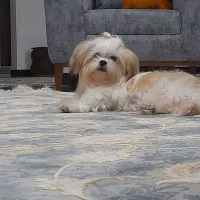 سگ نژاد مالتیز عروسکی ماده سایز صفر