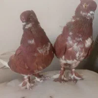 یه جفت گرگی سرخ جوان