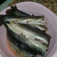 ماهی جغاتی سفارشی