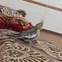 عروس هلندی  سینامون دو ماهه آماده سخنگو شدن