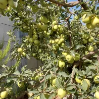 مشاوره و طراحی فضای سبز|خدمات باغبانی و درختکاری|شیراز, شهرک بهار|دیوار