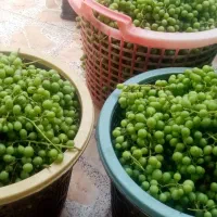 آبغوره محلی