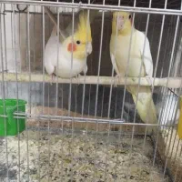 دو جفت عروس هلندی مولد