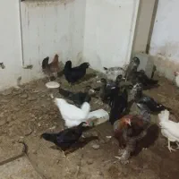 فروش مرغ و اردک