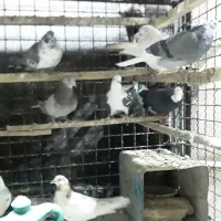 چند جفت مایه کبوتر|پرنده|تهران, تهرانپارس غربی|دیوار