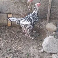 مرغ چابهاری|حیوانات مزرعه|عنبرآباد, |دیوار