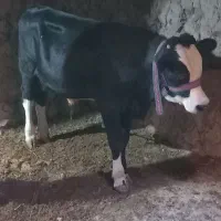 گوساله