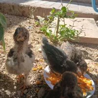 جوجه مرغ زینتی ۴۵روزه
