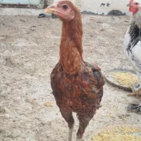 مرغ و خروس لاری اصل و برهما|حیوانات مزرعه|مشهد, شهید آوینی|دیوار