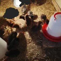 جوجه محلی ۷ روزه