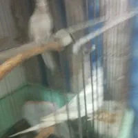 جفت عروس البینو|پرنده|رشت, جماران|دیوار