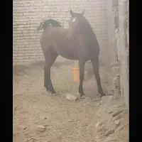 معاوضه با میش بز یونجه جو موتور