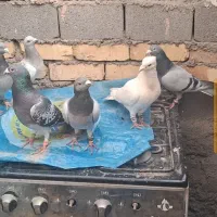 کفتر سبز