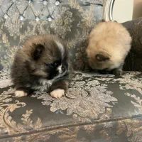 سگ پامر پامرین اصیل بوفیس خرسی|سگ|تهران, الهیه|دیوار