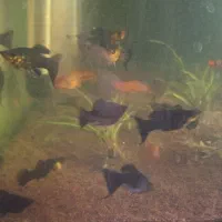 گیاه کریپتون|ماهی|ارومیه, |دیوار