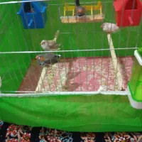 فنج|پرنده|کوهدشت, |دیوار