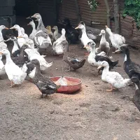 اردک وغاز