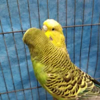 مرغ عشق انگلیسی درشت|پرنده|آستانه اشرفیه, |دیوار